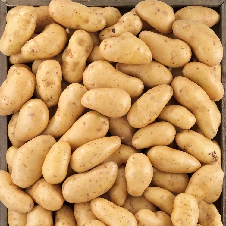 Pomme de terre Maïwen
