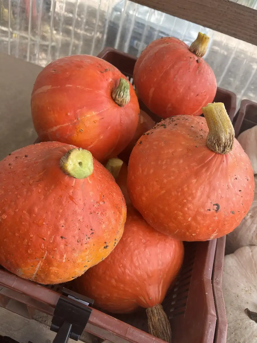 Potimarron