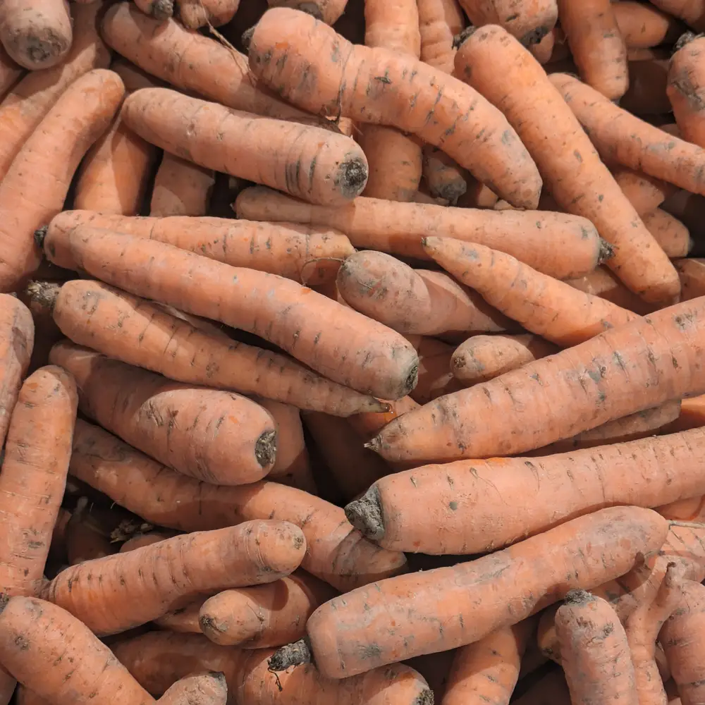 Carotte orange