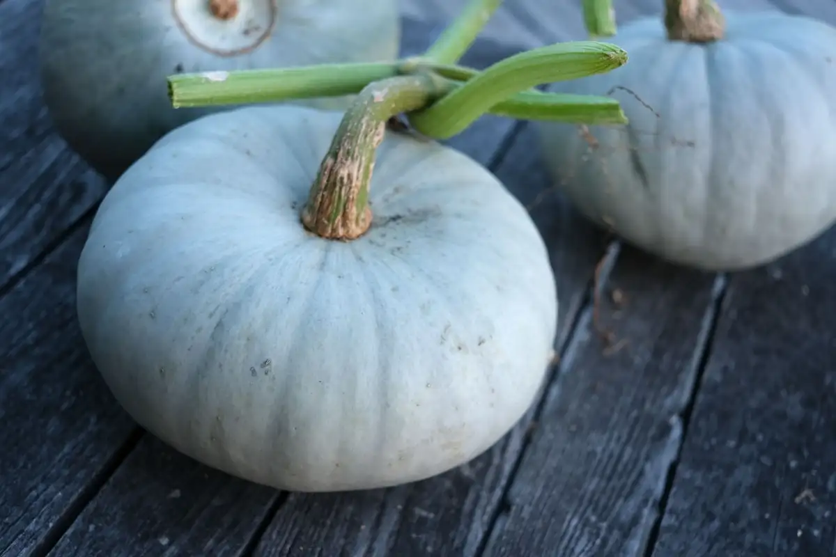 Courge Bleue de Hongrie