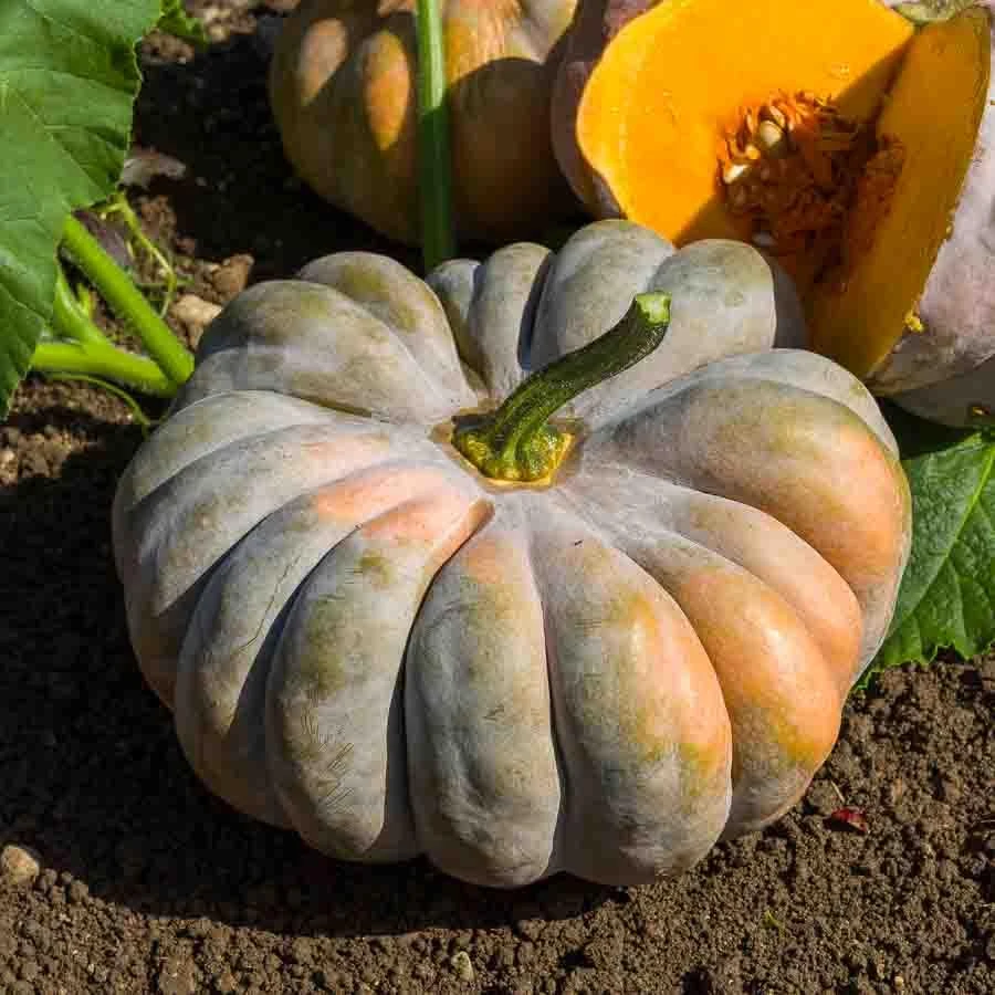 Courge musquée de type muscade de Provence