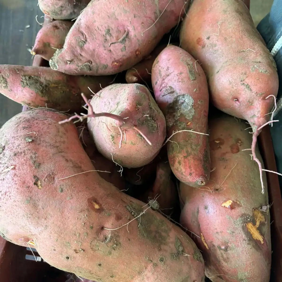 Patate douce