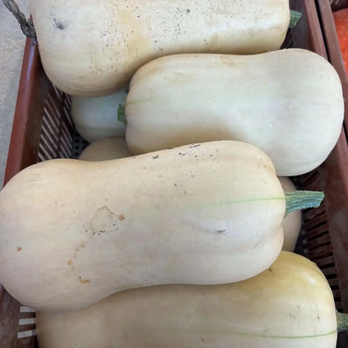 Butternut