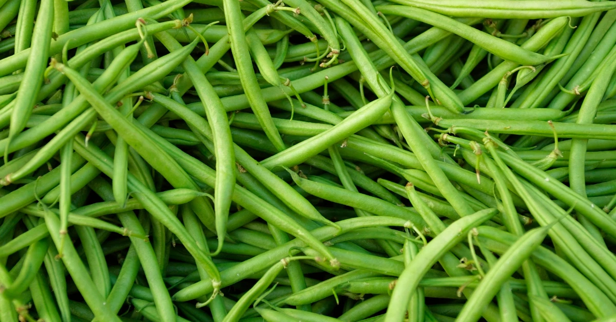 Haricots verts
